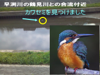 鶴見川の鳥