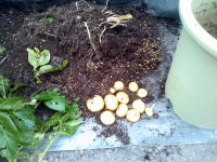ジャガイモのプランター栽培