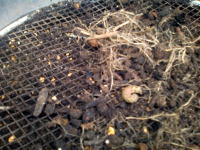 ジャガイモのプランター栽培