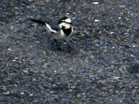 鶴見川の鳥