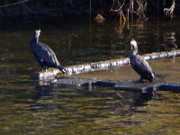 鶴見川の鳥