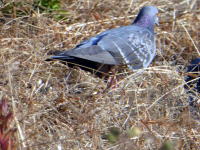 鶴見川の鳥