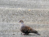 鶴見川の鳥