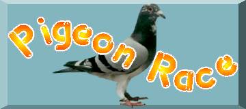 POCKET'S PIGEON PAGE