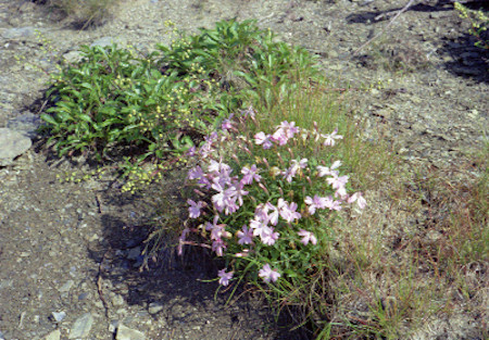 高嶺の花3