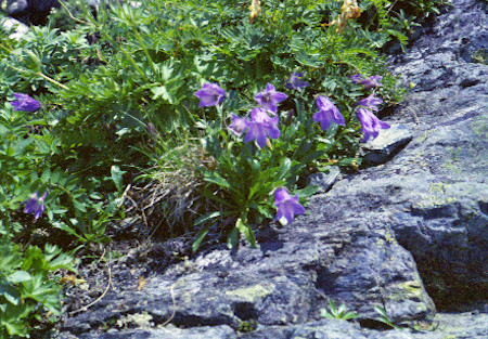 高嶺の花4