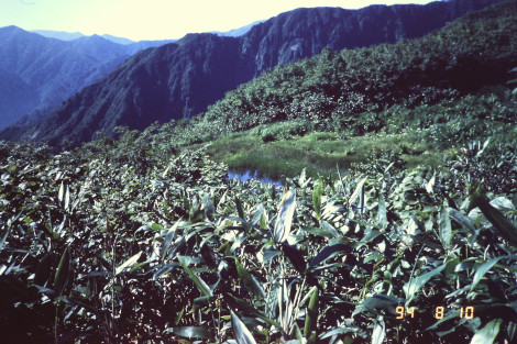 百草池