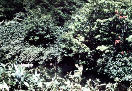 野熊の池