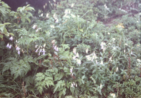 高山植物2