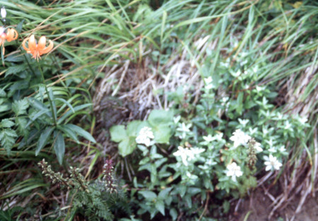 高山植物1