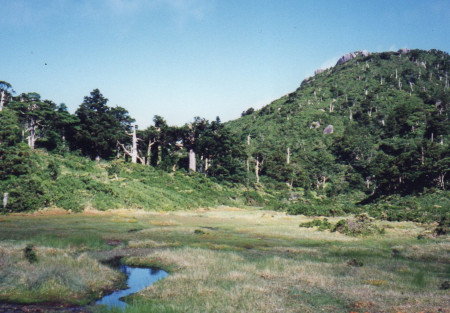 花之江河
