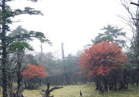 雨の登山道