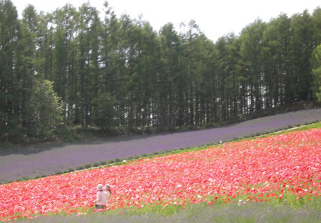 幌尻山頂部