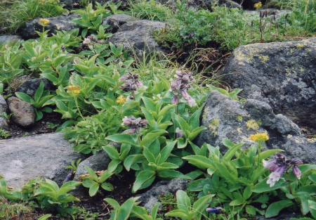 高山植物