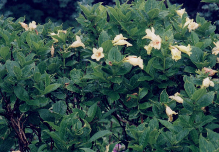 羊蹄山花