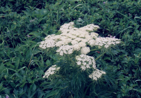 羊蹄山花
