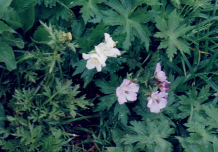 羊蹄山花
