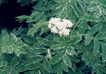 羊蹄山花