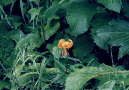 羊蹄山花