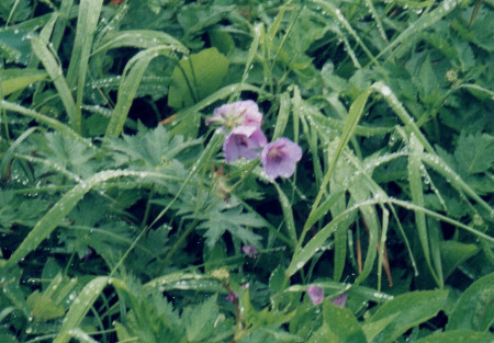 羊蹄山花
